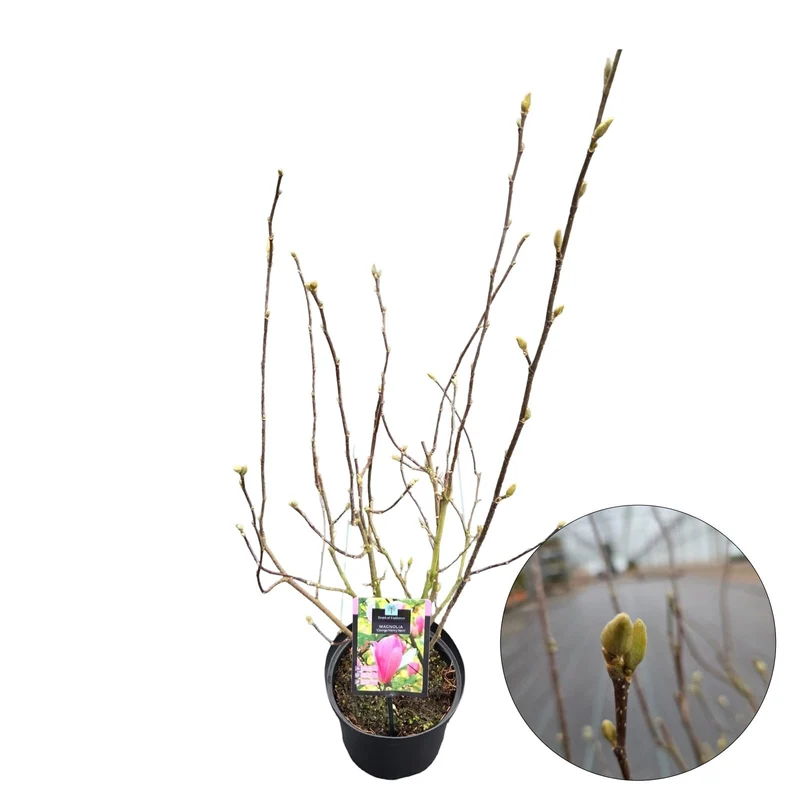 Magnolia 'George Henry Kern' 70-80 cm C4 (4 liters kruka) / 21 cm kruka