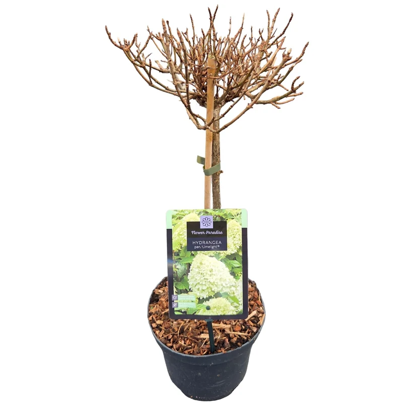 Hydrangea pan. 'Limelight' 30 cm stam C3 (3 liters kruka)