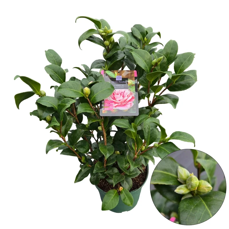 Camellia j. 'Bicolor' C5 (5 liters kruka) 50-60 cm