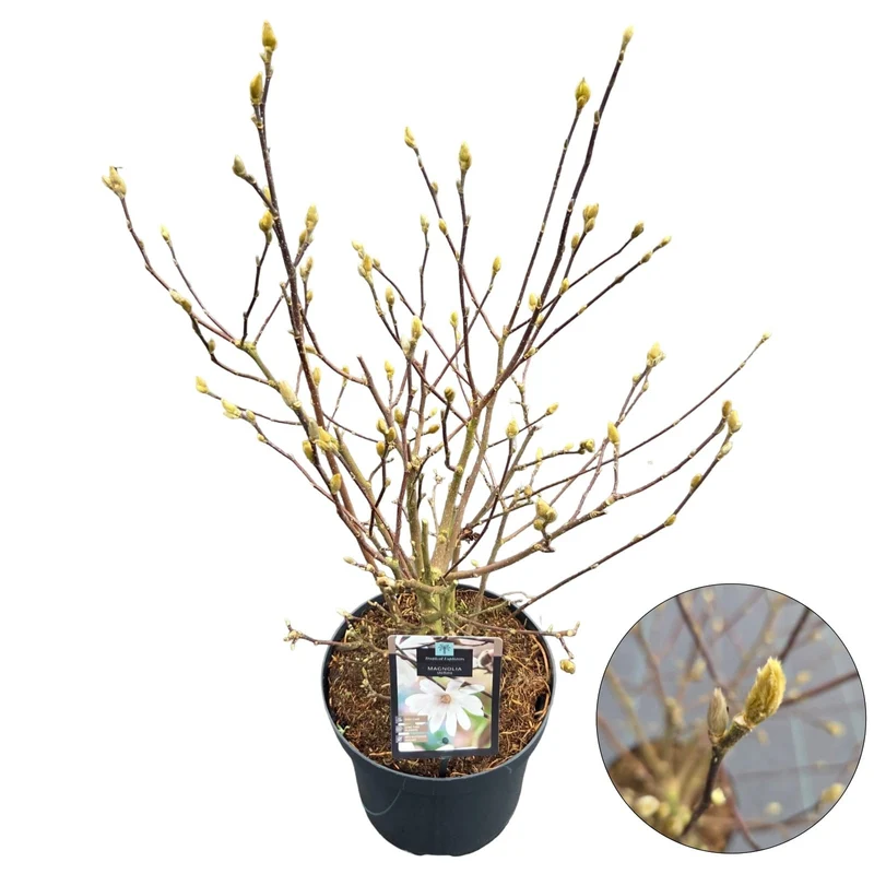 Magnolia stellata C7,5 (7,5 liters kruka) 70-80 cm