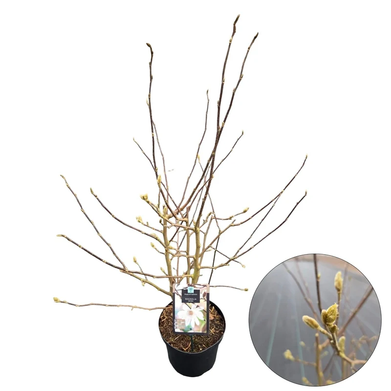 Magnolia stellata C4 (4 liters kruka) 70-80 cm