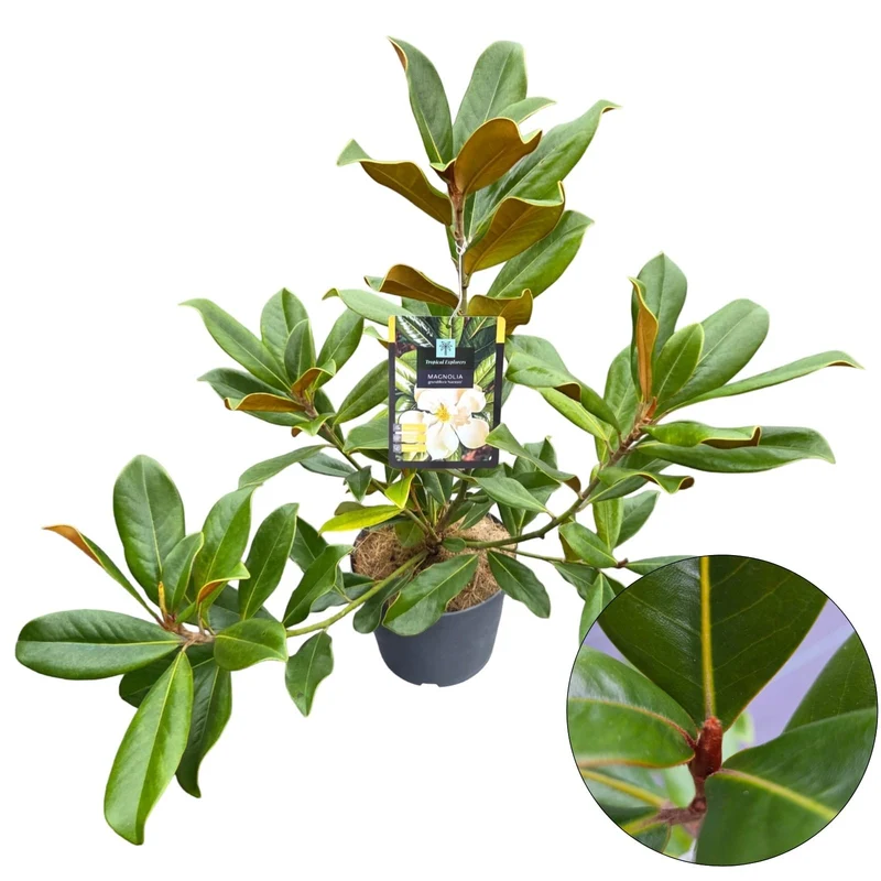 Magnolia grand. 'Double Nantais' C3 (3 liters kruka) 40-50 cm