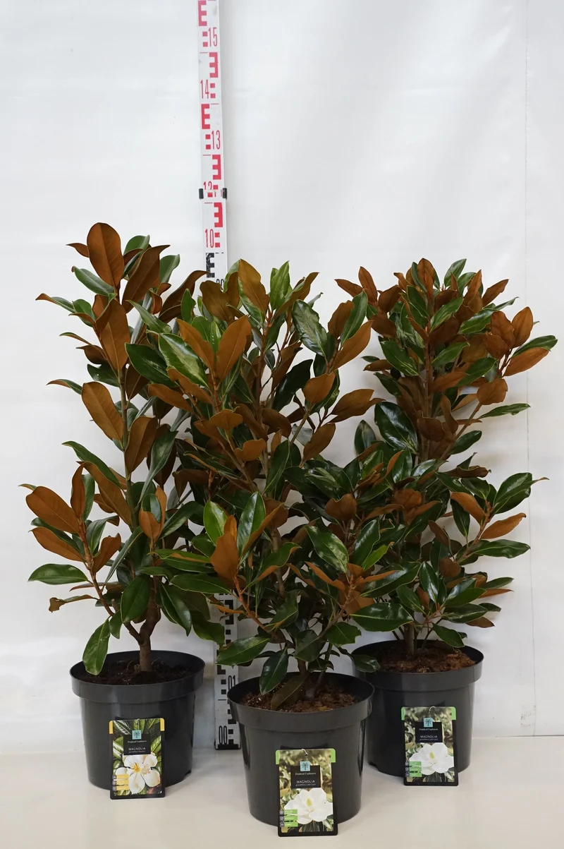 Magnolia grand. i sorter C7,5 (7,5 liters kruka) 70-80 cm
