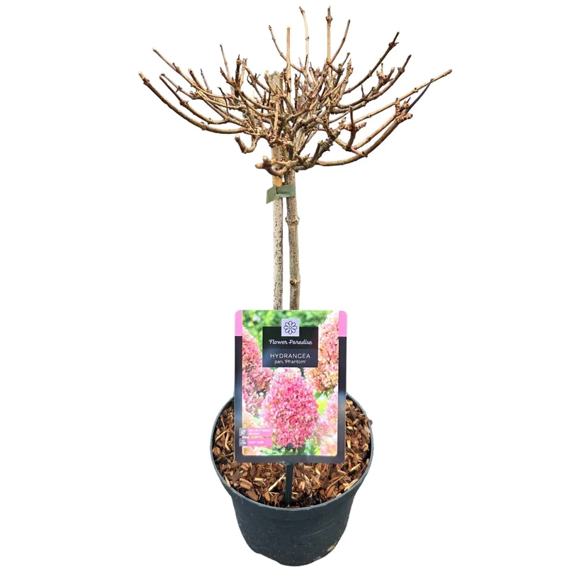 Hydrangea pan. 'Phantom' 30 cm stam C3 (3 liters kruka) / 19 cm kruka