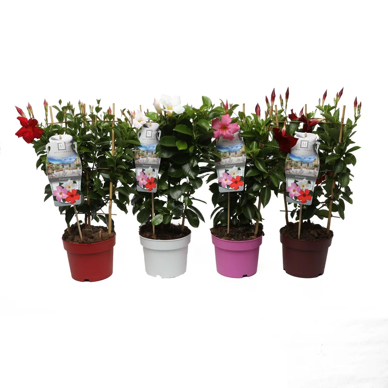 Mandevilla 'Diamantina' C2 (2 liters kruka) / 17 cm kruka 50 cm spaljé