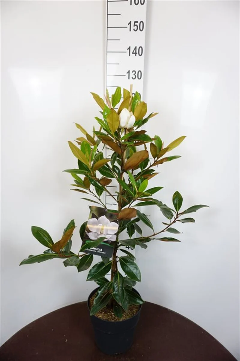 Magnolia grandiflora 'Little Gem' C10 (10 liters kruka) 80-100 cm
