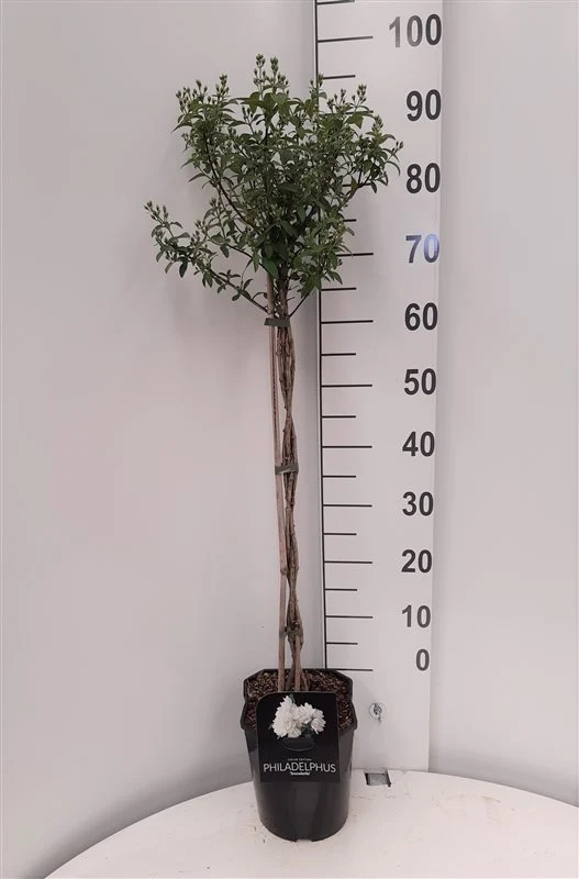 Philadelphus 'Snowbelle' 60 cm - C4,5 (4,5 liters kruka)