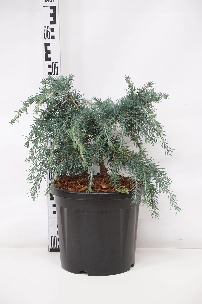 Cedrus deod. 'Feelin' Blue' C7,5 (7,5 liters kruka) 30-40 cm