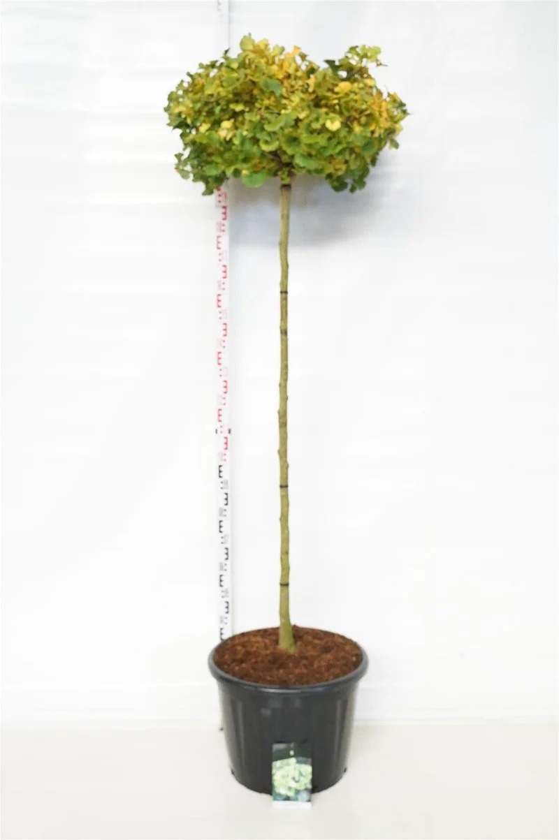 Ginkgo biloba 'Mariken' stam 150 cm C65 (65 liters kruka)