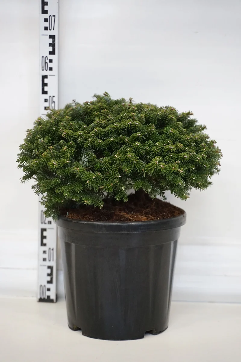 Abies koreana 'Brillant' C18 (18 liters kruka) 35-40 cm