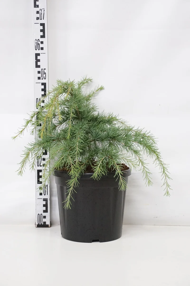Cedrus deodara 'Lime Glow' C7,5 (7,5 liters kruka) 30-35 cm
