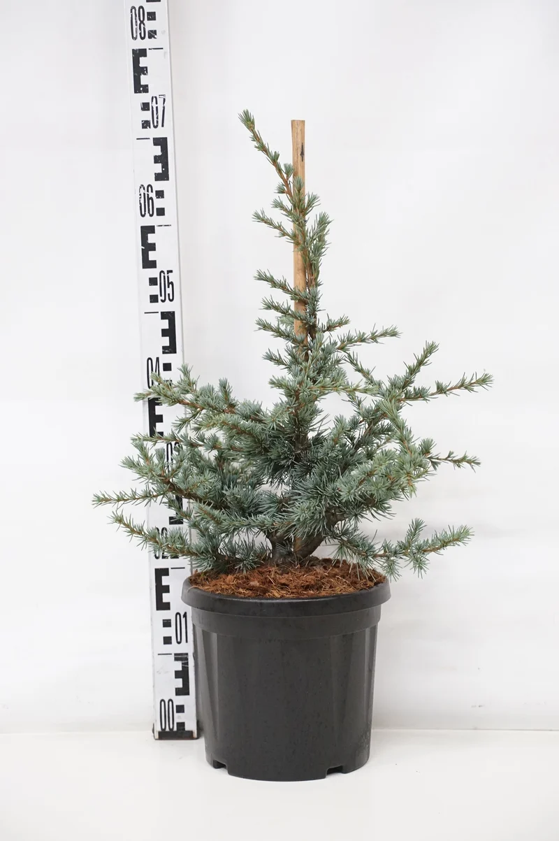 Cedrus libani 'Sapphire Nymph' C7,5 (7,5 liters kruka) 35-40 cm