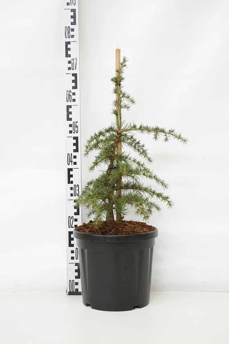 Cedrus lib. 'Dino' C7,5 (7,5 liters kruka) 40-50 cm