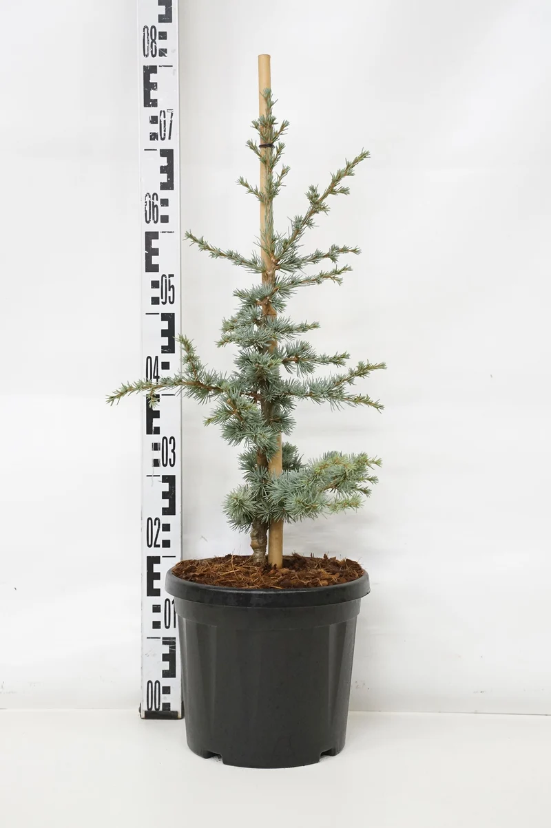 Cedrus atl. 'Horst. Silberspitz' C7,5 (7,5 liters kruka) 40-50 cm
