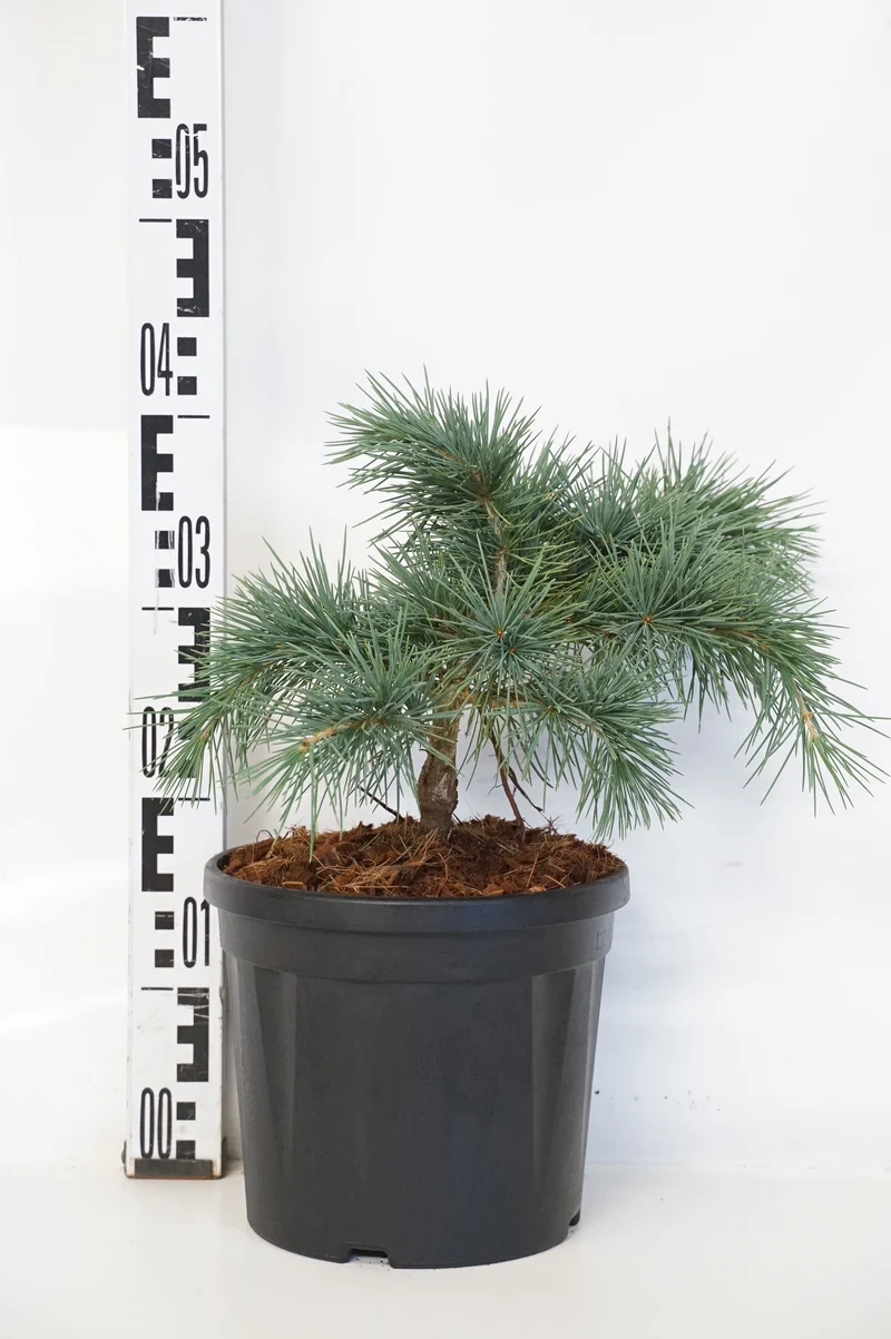 Cedrus libani 'Hedgehog' C5 (5 liters kruka) 25-30 cm