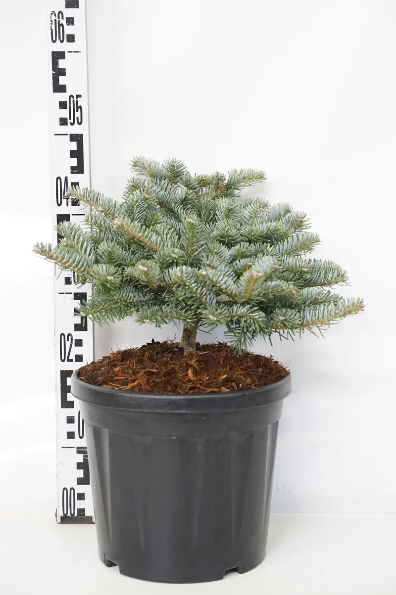 Abies koreana 'Tanja' C7,5 (7,5 liters kruka) 25-30 cm