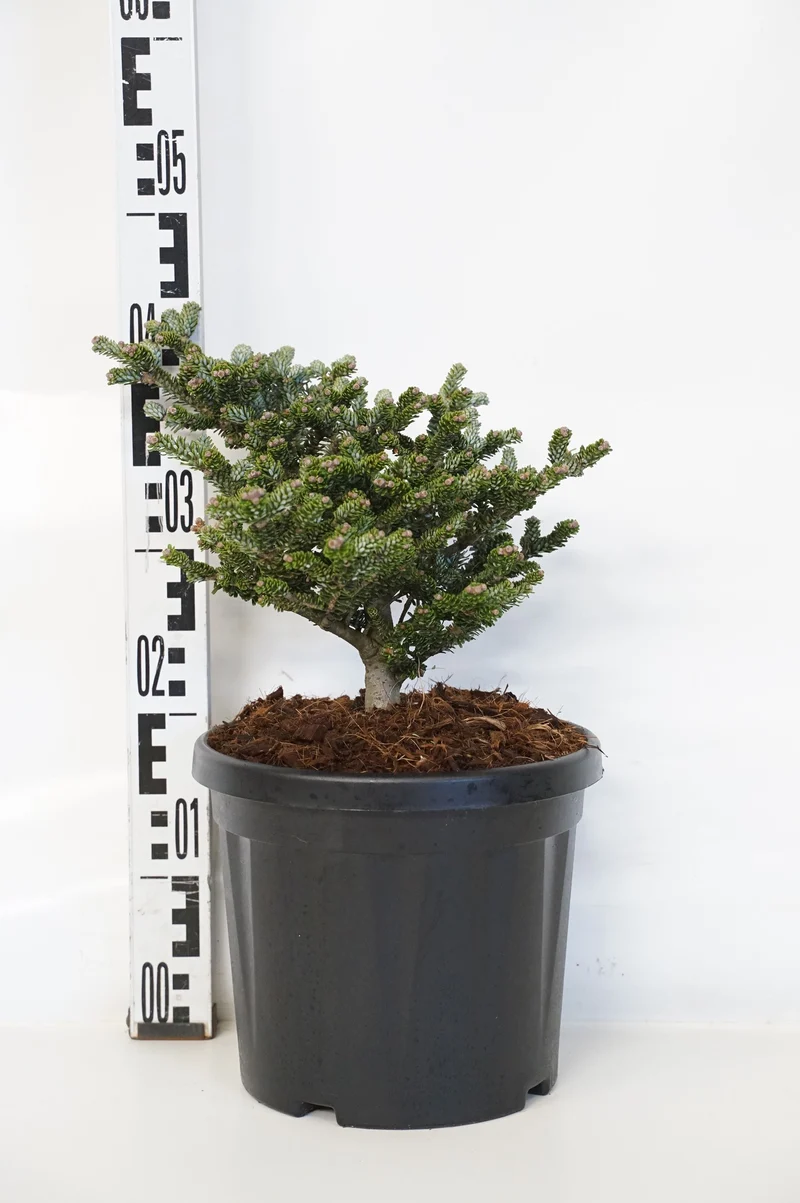 Abies koreana 'Oberon' C7 (7 liters kruka) 20+ cm