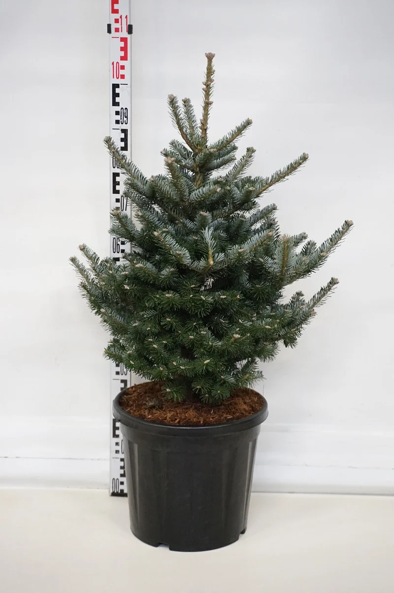 Abies koreana 'Tordis' C20 (20 liters kruka) 60-70 cm