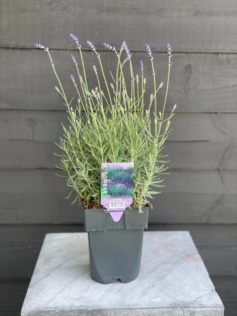 Lavandula ang. 'Hidcote' C2 (2 liters kruka) 30+ cm