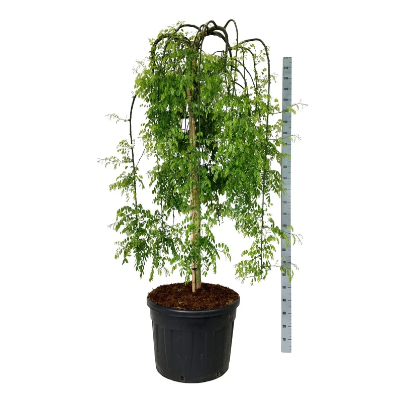 Styphnolobium jap. 'Pendula' 180 cm stam C130 (130 liters kruka) Extra
