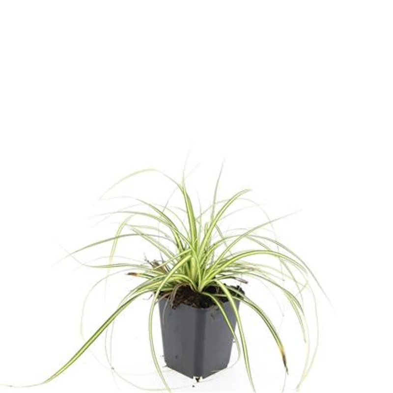 Carex oshim. 'Evergold' 9 cm kruka