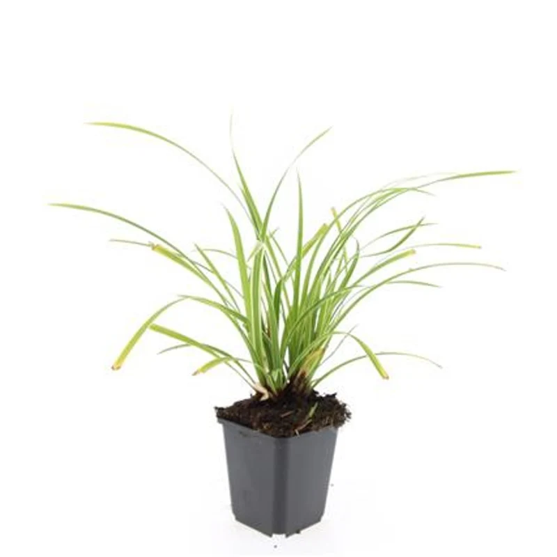 Carex morr. 'Ice Dance' 9 cm kruka