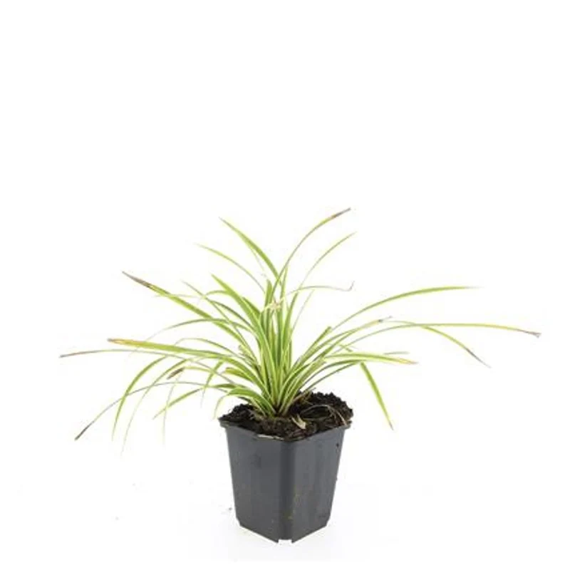 Carex morr. 'Aureovariegata' 9 cm kruka