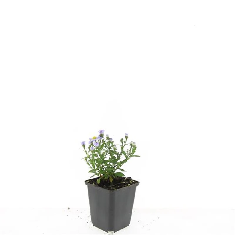 Aster (D) 'Prof. Anton Kippenberg' 9 cm kruka