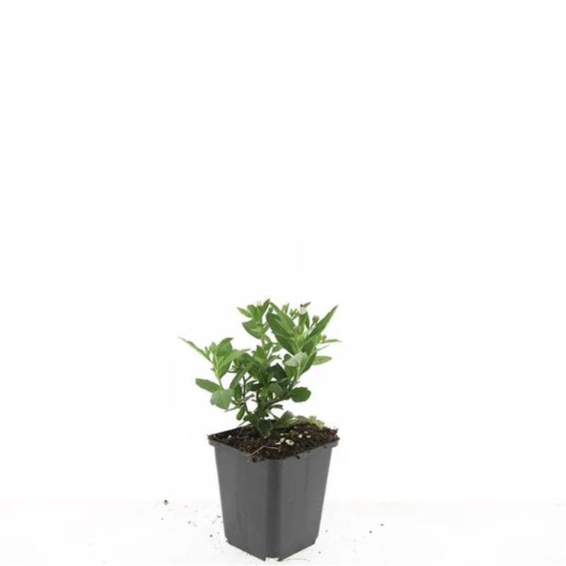 Aster ageratoides 'Asran' 9 cm kruka
