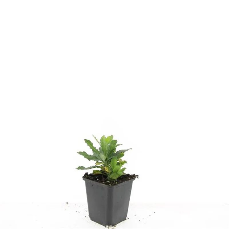 Aster ageratoides 'Ashvi' 9 cm kruka