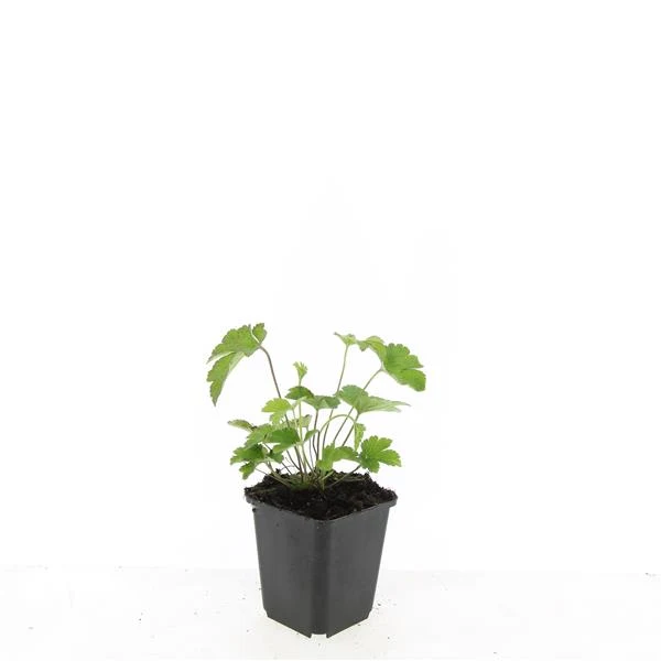 Anemone tomentosa 'Robustissima' 9 cm kruka