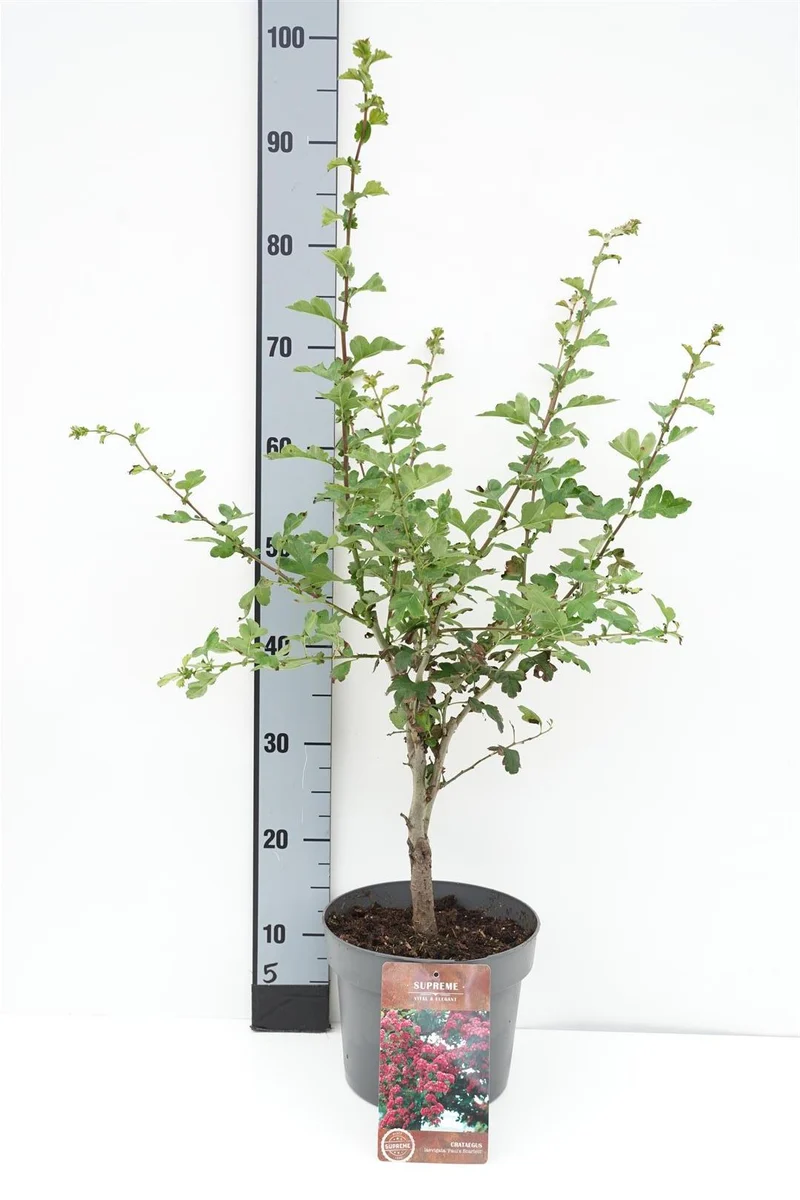 Crataegus laev. 'Paul's Sc. Hamlet' C4 (4 liters kruka) 60-80 cm