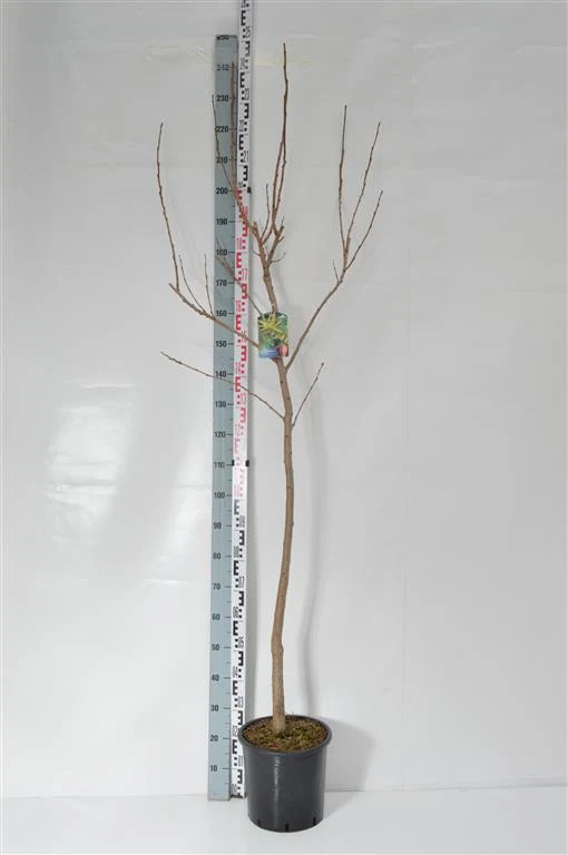 Koelreuteria paniculata C15 (15 liters kruka) 175-200 cm