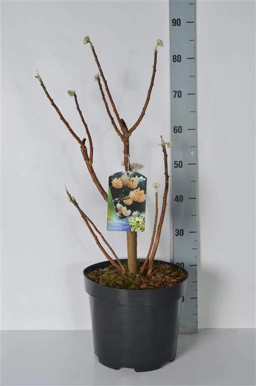 Edgeworthia chrys. 'Grandiflora' C10 (10 liters kruka) 50-60 cm
