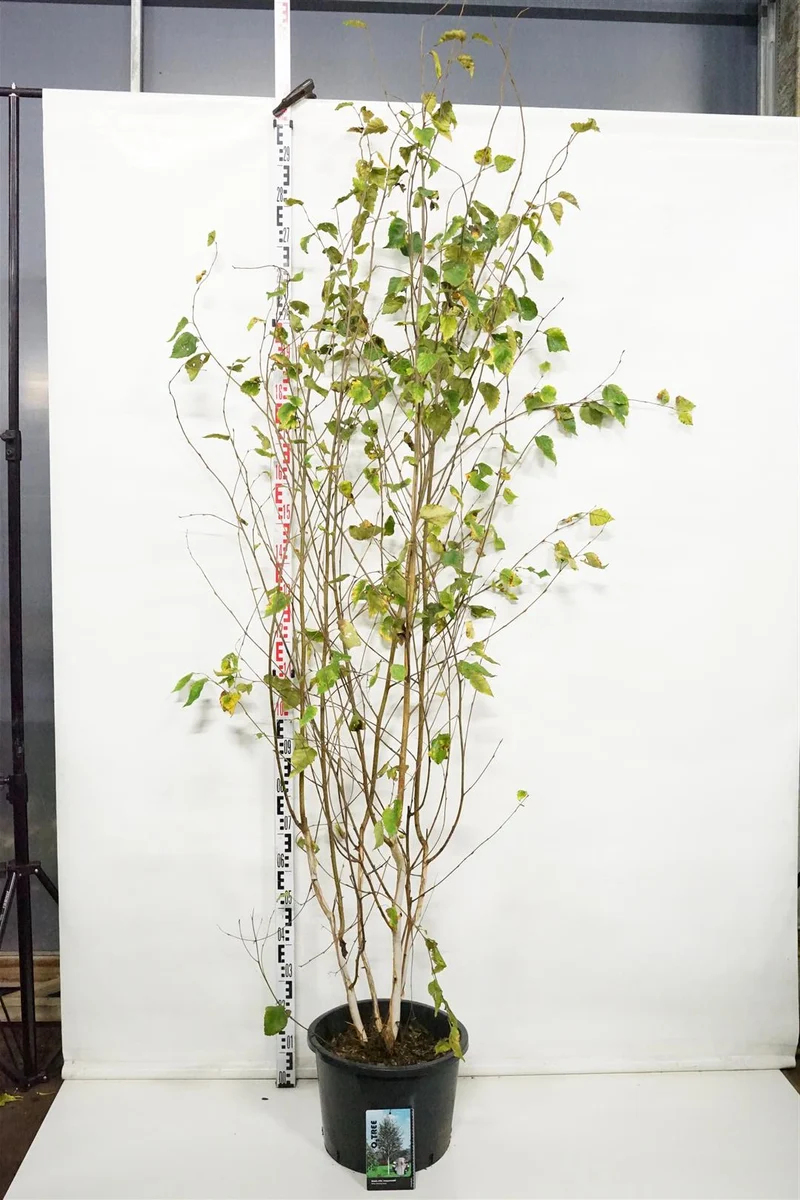 Betula ut. jacquemontii C20 (20 liters kruka) 200-250 cm