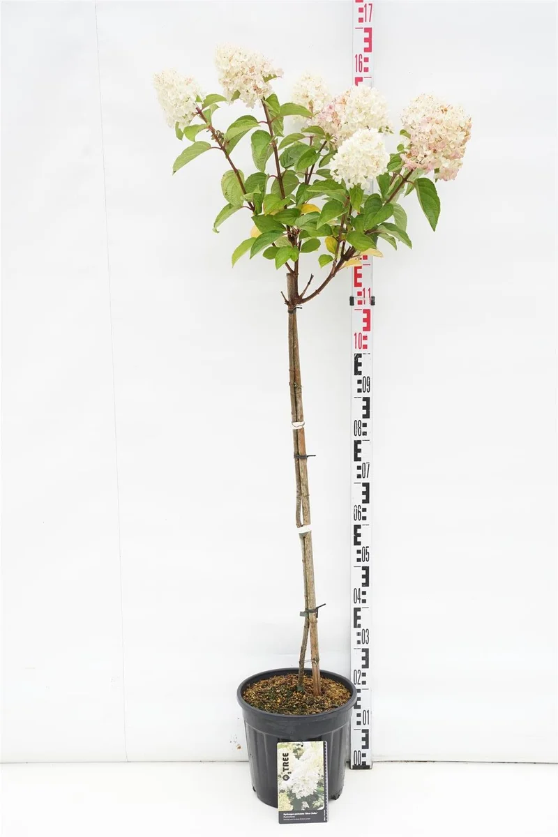 Hydrangea pan. 'Silver Dollar' 100 cm stam C10 (10 liters kruka)