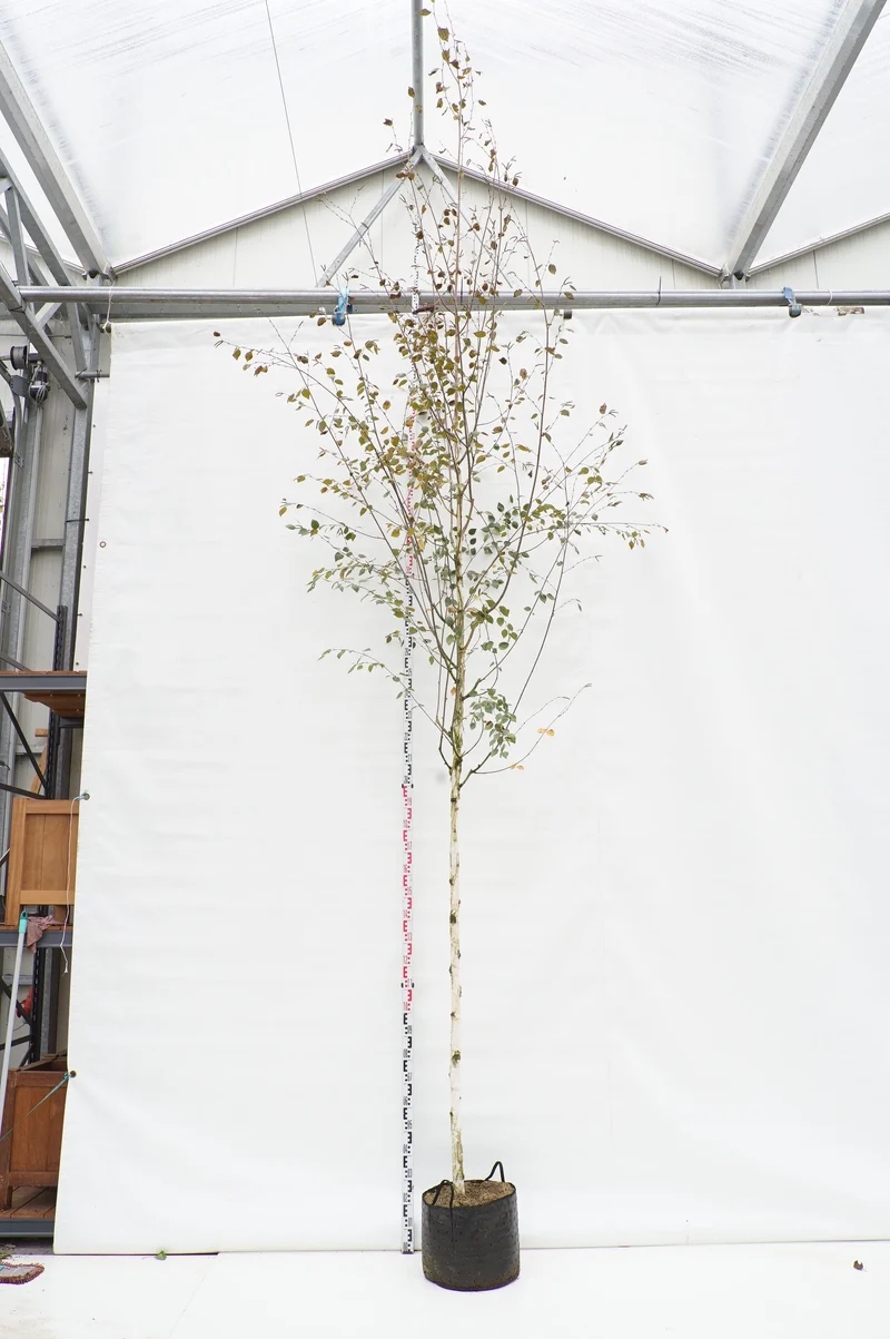 Betula ut. jacquemontii 10-12 cm Stam, C25 (25 liters kruka)
