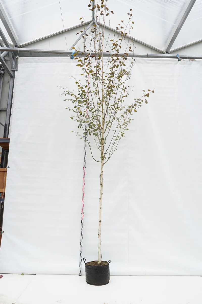 Betula ut. jacquemontii 12-14 cm stam, C30 (30 liters kruka)