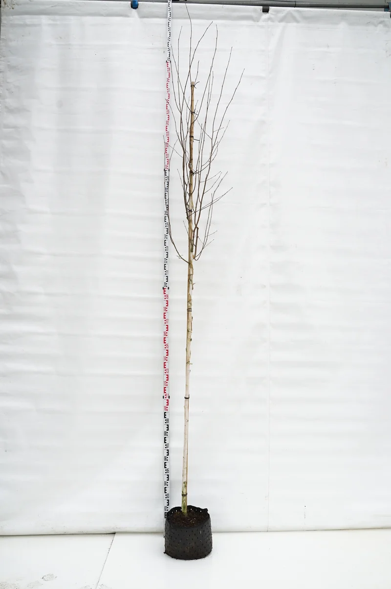 Betula utilis 'Doorenbos' 8-10 cm Högstam C20 (20 liters kruka)