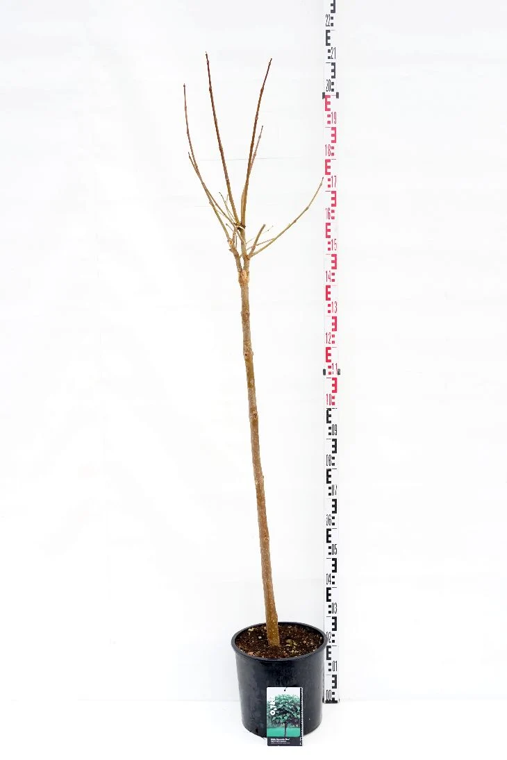 Catalpa bungei 100 cm stam C15 (15 liters kruka)