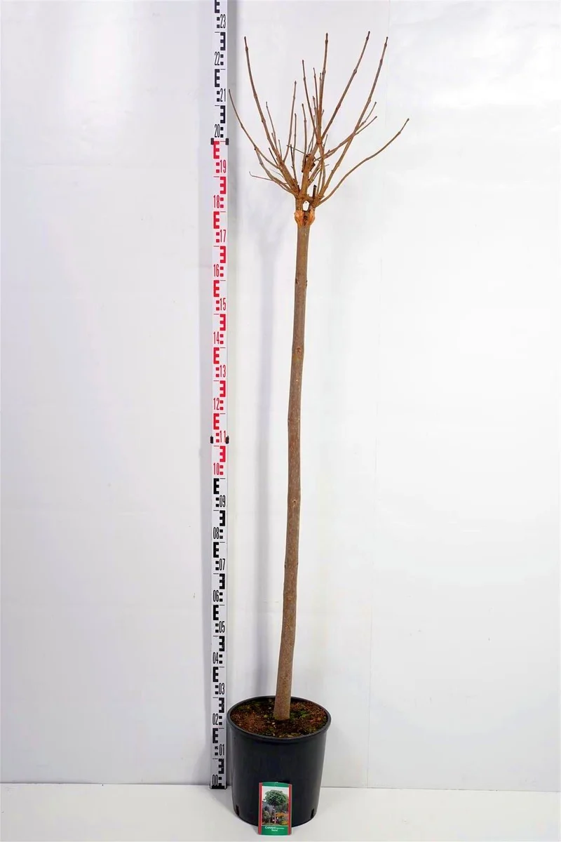 Catalpa bungei 150 cm stam C10 (10 liters kruka)