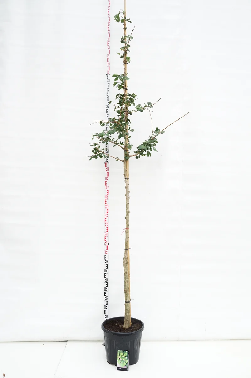 Ginkgo biloba 10-12 cm C30 (30 liters kruka)