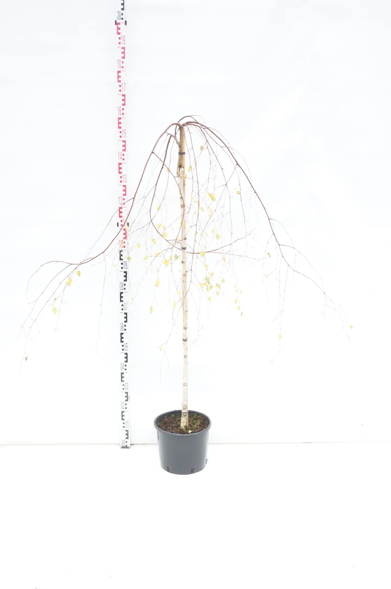 Betula pendula 'Youngii' Stammad 120 cm C10 (10 liters kruka)