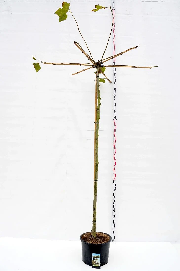 Platanus hispanica (takform) 12-14 cm C35 (35 liters kruka)