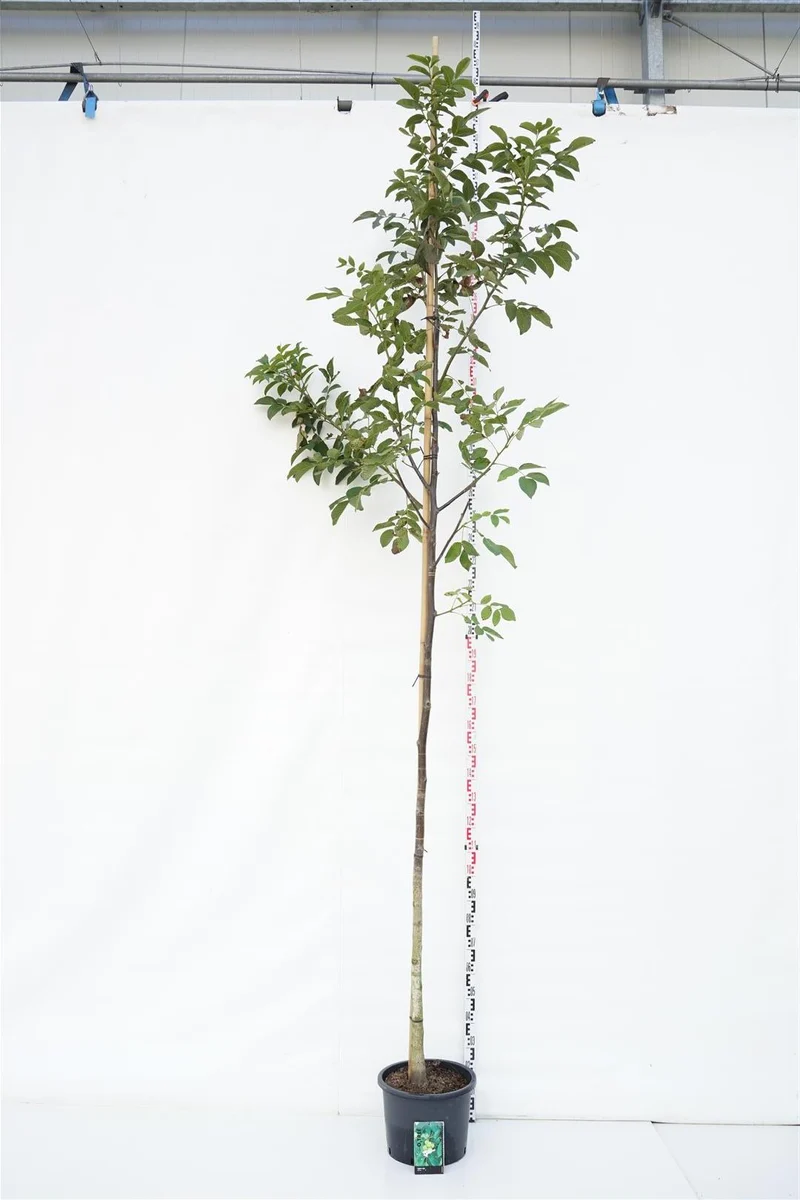 Juglans regia (Äkta valnöt) stamomfång 10-12 cm - C25 (25 liters kruka)
