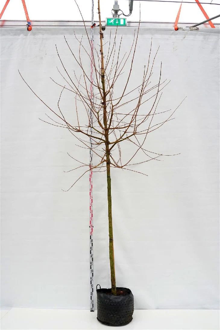 Acer campestre (Naverlönn) 12-14 cm Stam, C30 (30 liters kruka)