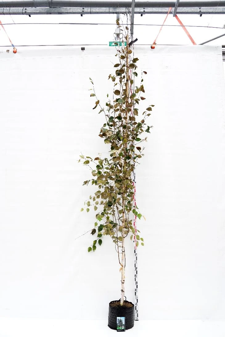 Betula ut. jacquemontii 8-10 cm Stam C20 (20 liters kruka)