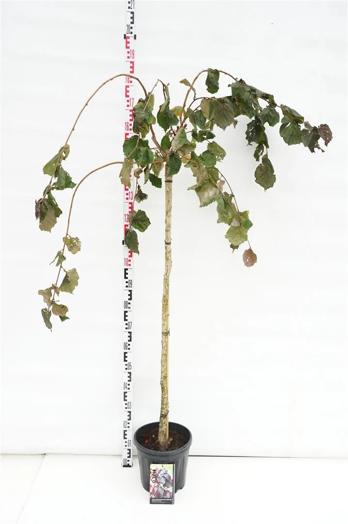 Corylus a. 'Purple Umbrella' 120 cm stam C10 (10 liters kruka)