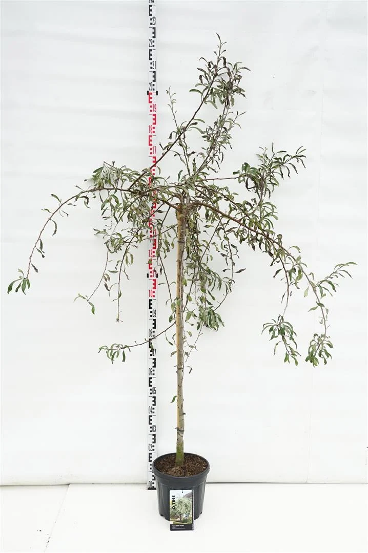 Pyrus salicifolia 'Pendula' 120 cm stam C10 (10 liters kruka)