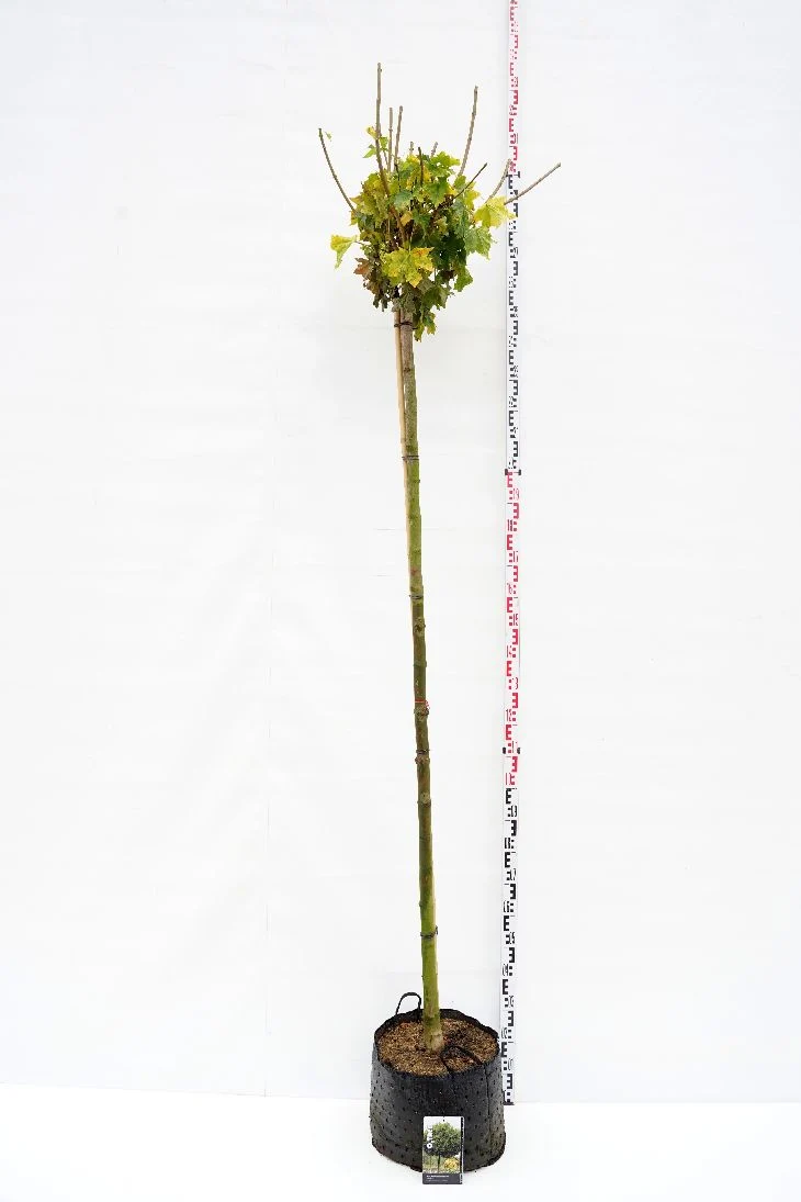 Acer platanoides 'Globosum' Stam 220 cm, omkrets 10-12 cm, C30 (30 liters kruka)